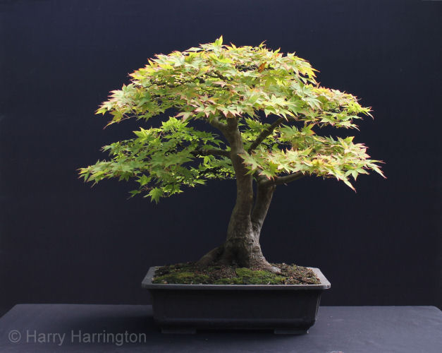 Acer palmatum/Japanese Maple bonsai